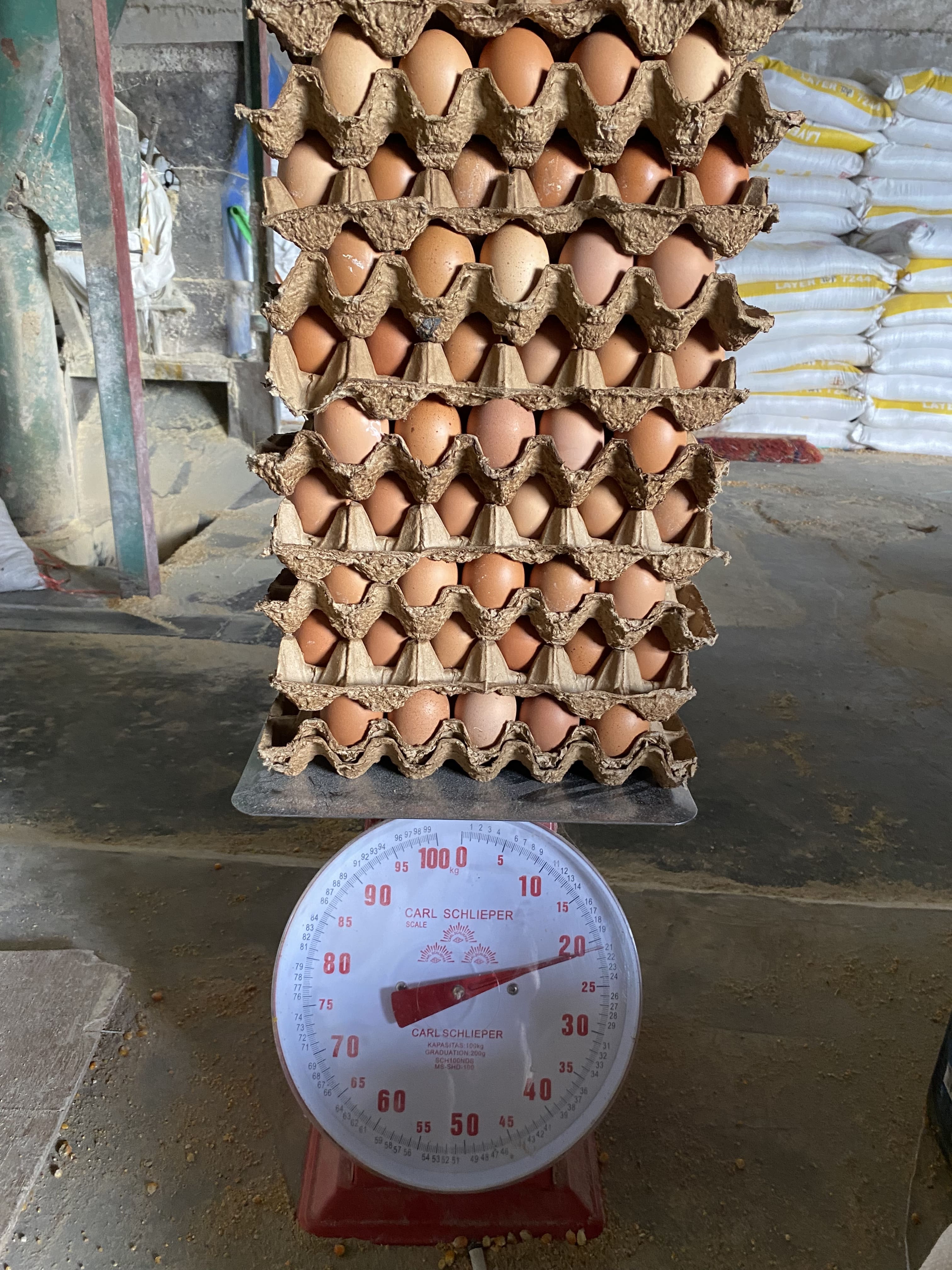 Telur ayam segar dari peternakan Damar Trading Payakumbuh